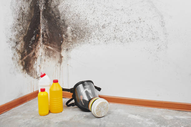 Best Black Mold Remediation in Sheldon, IL