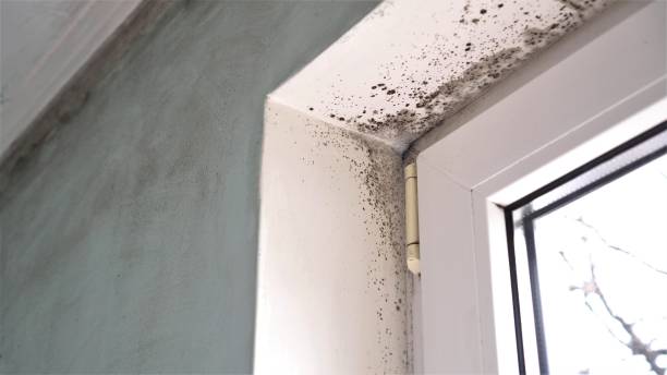 Best Residential Mold Remediation in Sheldon, IL