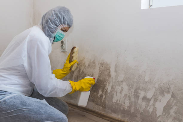 Professional Mold Remediation in Sheldon, IL