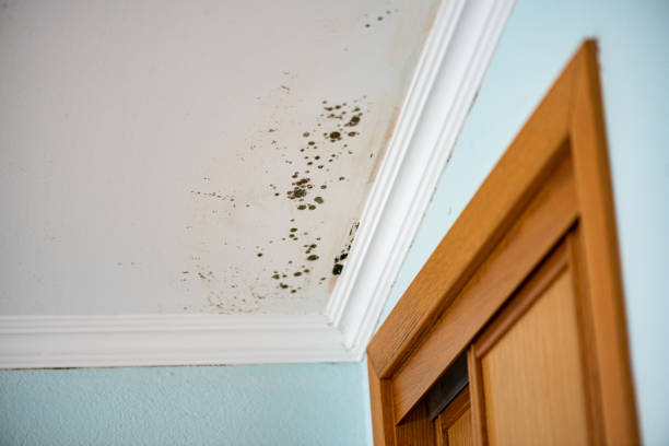 Best Industrial Mold Remediation in Sheldon, IL
