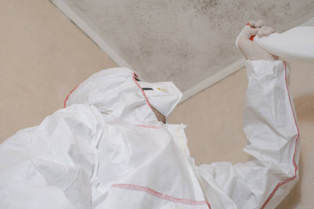 Best Attic Mold Remediation in Sheldon, IL