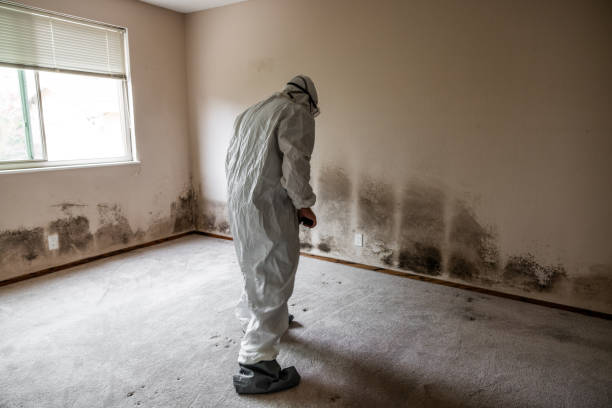 Best HVAC Mold Remediation in Sheldon, IL