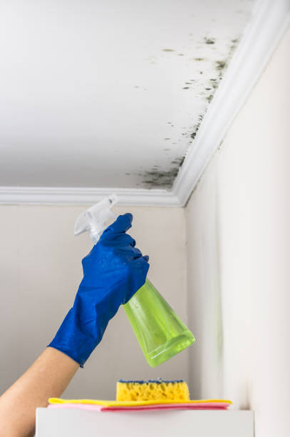 Best White Mold Remediation in Sheldon, IL